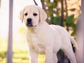 Kilmingi Labradoro Retriverio Šuniukai Iš Veislyno