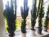 Euphorbia trigona afrikinė pienė - nuotraukos Nr. 2