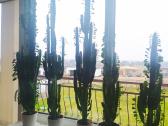 Euphorbia trigona afrikinė pienė