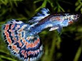 Akvariumų žuvytės, šaldytas ir sausas žuvų pašaras - nuotraukos Nr. 2