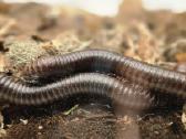 Spirostreptus sp thailand - nuotraukos Nr. 4