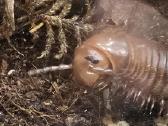 Spirostreptus sp thailand - nuotraukos Nr. 3