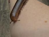 Spirostreptus sp thailand - nuotraukos Nr. 5