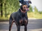 Dovanojamas Dobermanas