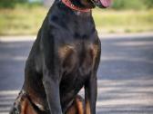 Dovanojamas Dobermanas - nuotraukos Nr. 2