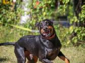 Dovanojamas Dobermanas - nuotraukos Nr. 3