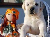 Kilmingi Labradoro retriverių veislės šuniukai - nuotraukos Nr. 11