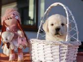 Kilmingi Labradoro retriverių veislės šuniukai - nuotraukos Nr. 22