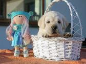 Kilmingi Labradoro retriverių veislės šuniukai - nuotraukos Nr. 5