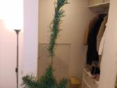 D.eglutė naudota gera 180cm - nuotraukos Nr. 7