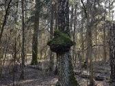 Perka miska Ringaudu, Alsenu, Zapyskio sen. Kaunas - nuotraukos Nr. 17