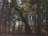 Perka miska Ringaudu, Alsenu, Zapyskio sen. Kaunas - nuotraukos Nr. 20