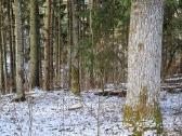 Perka miska Ringaudu, Alsenu, Zapyskio sen. Kaunas - nuotraukos Nr. 28