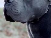 Cane Corso šuniukai - nuotraukos Nr. 3