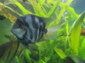 Parduodu papugas.blue