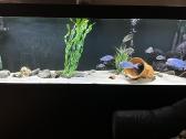 Akvariumas 745l