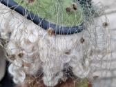 Vintažinių lėlių pora - nuotraukos Nr. 32