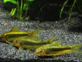Nauja didele siunta