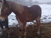 Eržilai - nuotraukos Nr. 3