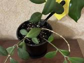 Aiškesnis aeschynanthus lipstick plant - nuotraukos Nr. 2