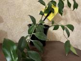 Aiškesnis aeschynanthus lipstick plant