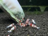 Crystal red shrimp - nuotraukos Nr. 2