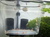 Crystal red shrimp - nuotraukos Nr. 3