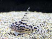 Corydoras, Loricaria. - nuotraukos Nr. 8