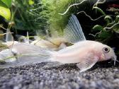 Corydoras, Loricaria. - nuotraukos Nr. 9