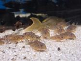 Corydoras, Loricaria. - nuotraukos Nr. 10