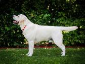 Labradoro retriveris reproduktorius kergimui - nuotraukos Nr. 4