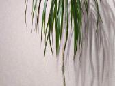 Kambarinė gėlė Dracena