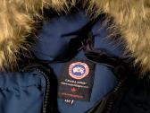 Canada goose - nuotraukos Nr. 3
