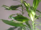Kvapioji dracena