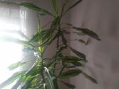 Kvapioji dracena - nuotraukos Nr. 2