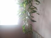 Kvapioji dracena - nuotraukos Nr. 3