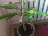 Kvapioji dracena - nuotraukos Nr. 4