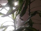 Kvapioji dracena - nuotraukos Nr. 5