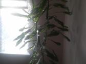 Kvapioji dracena - nuotraukos Nr. 6