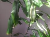 Kvapioji dracena - nuotraukos Nr. 7