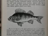 G.rozinskis ''Patarimai meškeriotojui'' - nuotraukos Nr. 5