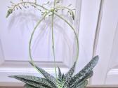 Kambarinė gėlė "Gasteria"
