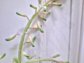 Kambarinė gėlė "Gasteria" - nuotraukos Nr. 2