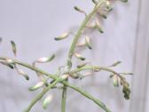 Kambarinė gėlė "Gasteria" - nuotraukos Nr. 4