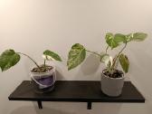 Monstera variegata - nuotraukos Nr. 2