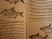 Žūklė plūdine meškere - nuotraukos Nr. 4