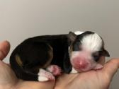 Mini Aussie /Miniatiūrinis amerikos avigan. /Mas - nuotraukos Nr. 12