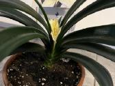 Parduodu kambarines geles - nuotraukos Nr. 11