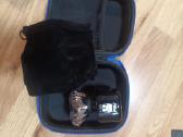 Pitbull Gold Pro Gx5 2025 version - nuotraukos Nr. 9