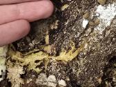 Cristarmadillidium muricatum - nuotraukos Nr. 3